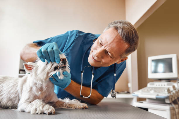 Best Emergency Dental Care for Broken or Chipped Teeth in Oak Leaf, TX